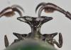 Dicronorhina micans